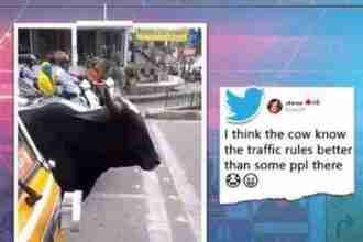 Cow Follow Traffic Rules