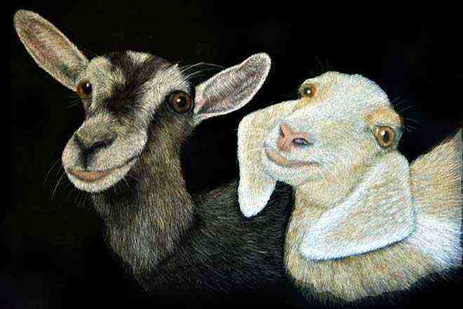 two-goats-
