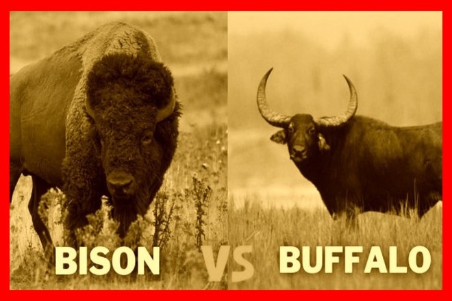 The Ultimate Guide to Understanding Bison and Buffalo