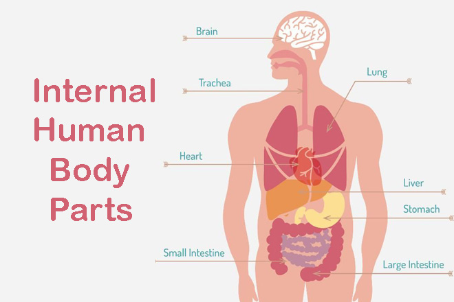 Internal Human Body Parts