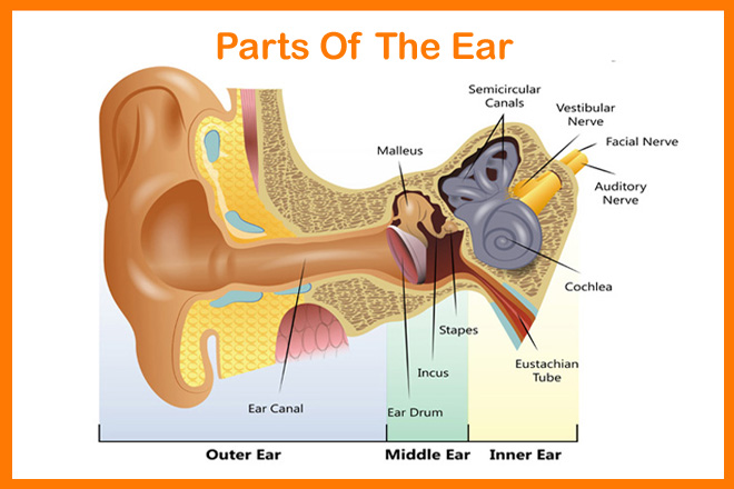 Parts Of The Ear