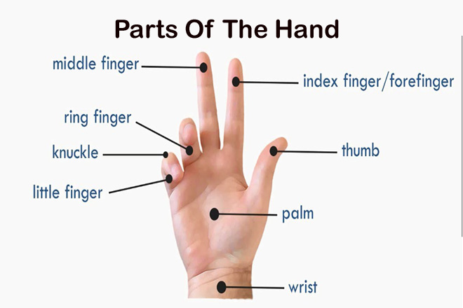 Parts Of The Hand