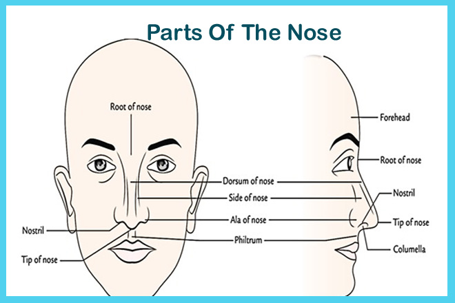 Parts Of The Nose