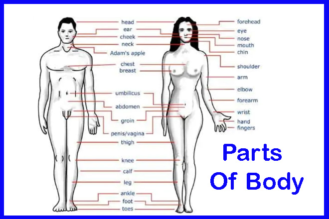 Parts of body name