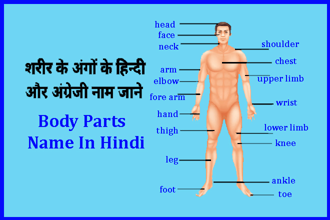 Part Of Body Name In Hindi, पार्ट ऑफ़ बॉडी नेम इन हिंदी, Body Parts Of Name, Body Parts By Name Hindi, मानव शरीर के अंगो के नाम हिंदी में, Human Body Parts Name In Hindi