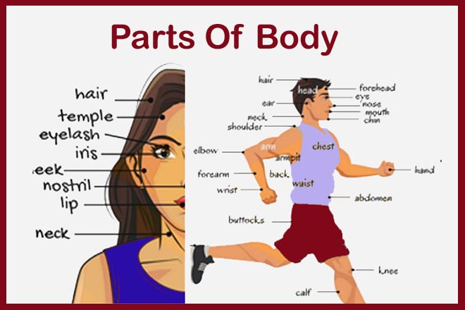 parts of body name in english