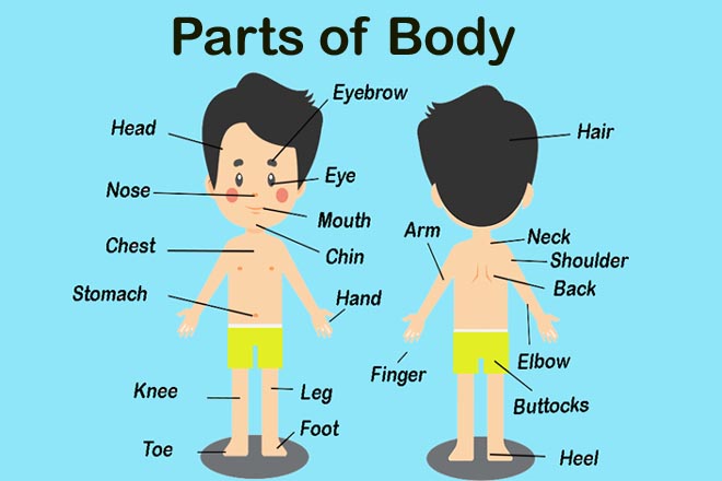parts of body name